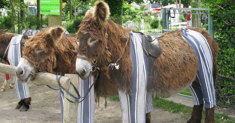 Francusko ostrvo gde magarci nose pižame