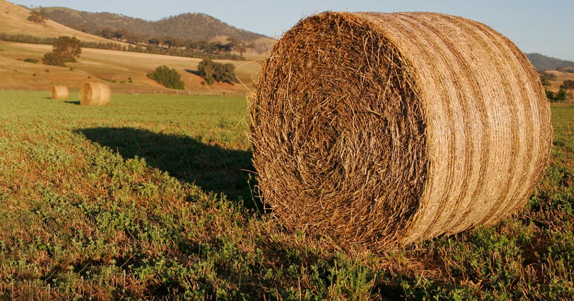 Kuće od slame, budućnost arhitekture?