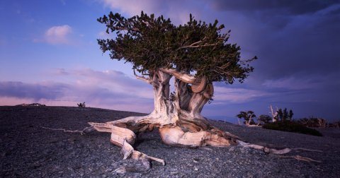 Bristlekon borovi, najstarije drveće na svetu