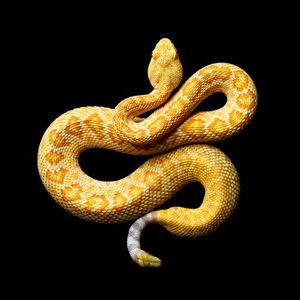 Mićo Gujar, šaptač sa zmijama