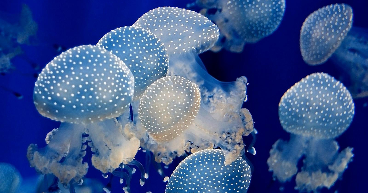 Globalna invazija meduza 