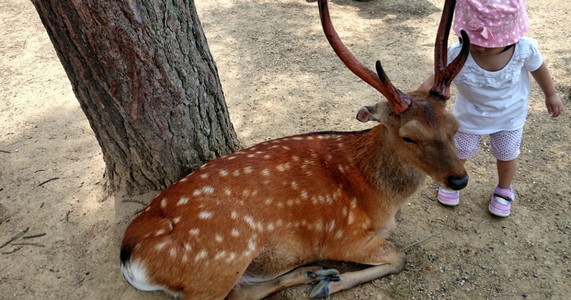 Nara, grad jelena, Japan