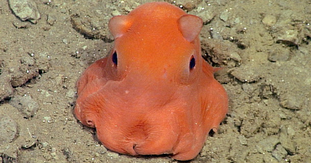 Opisthoteuthis Adorabilis, neodoljivi novootkriveni oktopod 