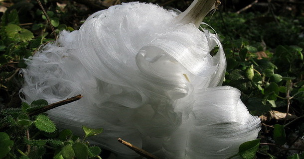 Ledeni cvetovi, bajkoviti prirodni fenomen