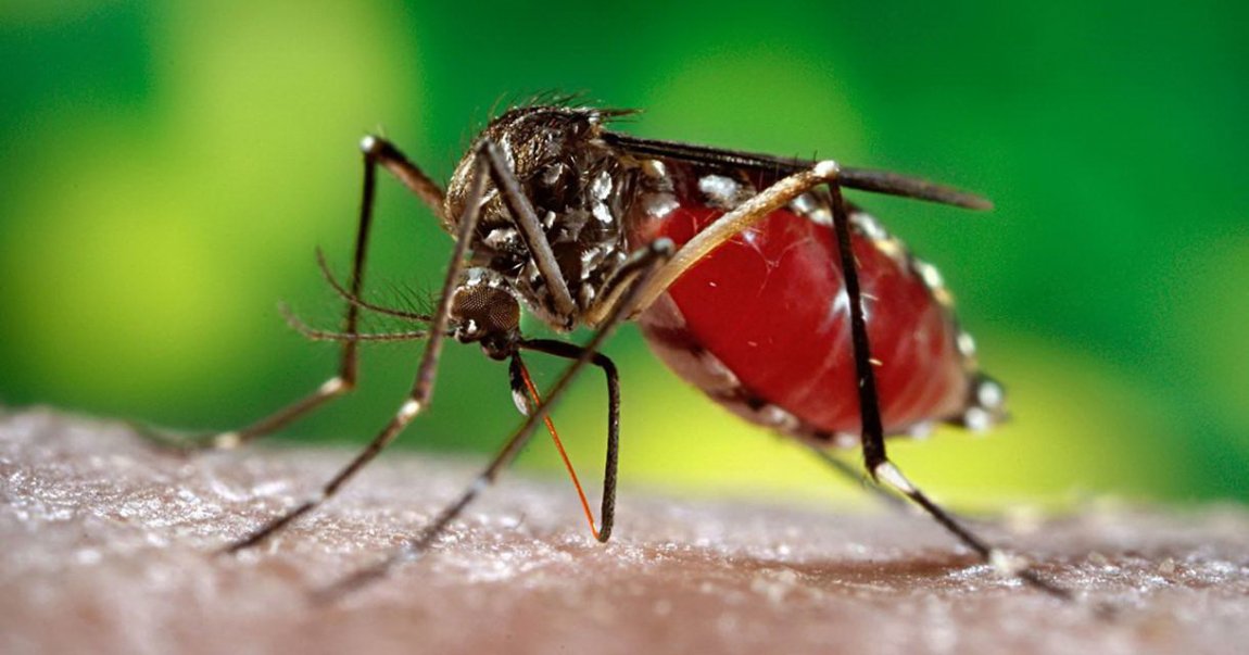 Sve što bi trebalo da znate o Zika virusu