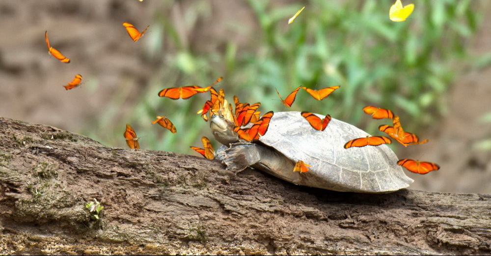 Tajna neobične simbioze - zašto leptiri piju suze kornjača