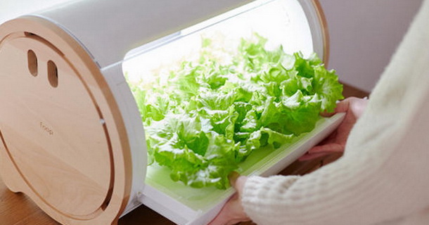 Foop kutija za uzgoj sveže salate u svom stanu