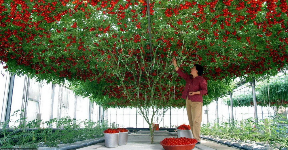 Oktopod drvo paradajza - 32000 plodova po berbi