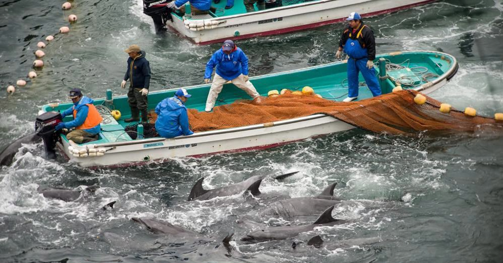 Svet u borbi protiv grada Taiđi - zaustavite masakr nad delfinima