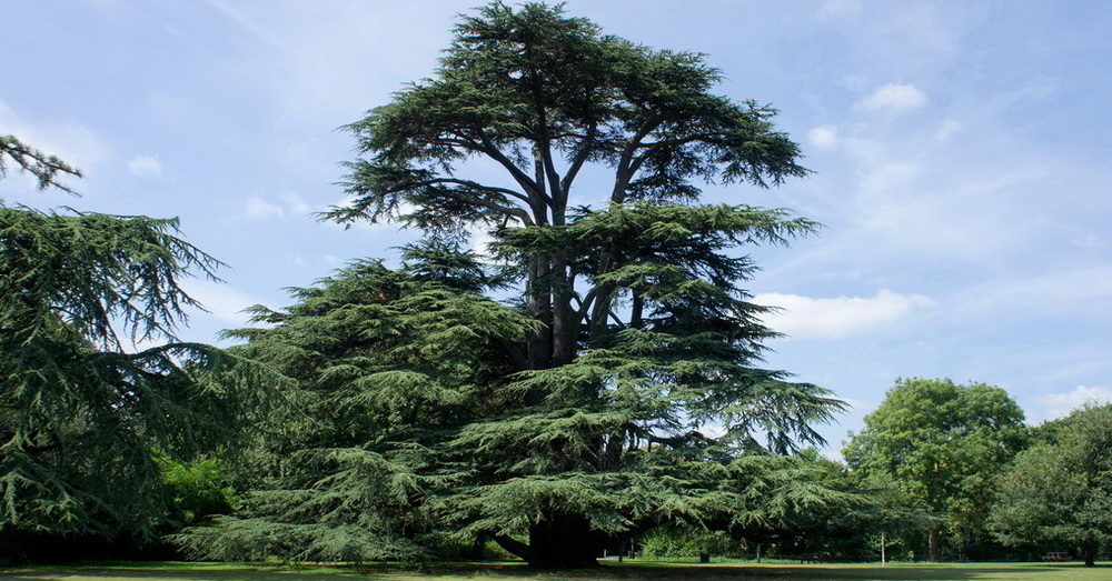 Libanski kedar, božije drvo