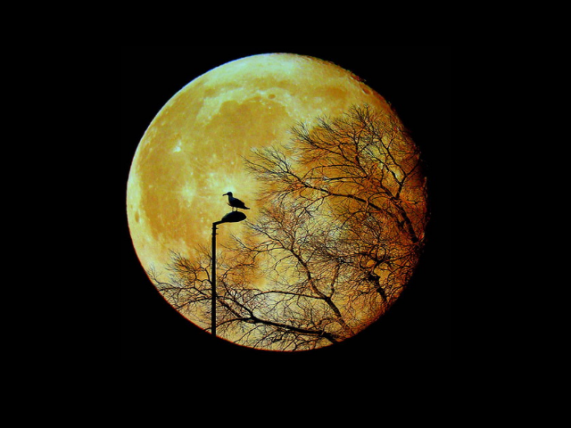 Pun Mesec – hladna, užarena skitnica