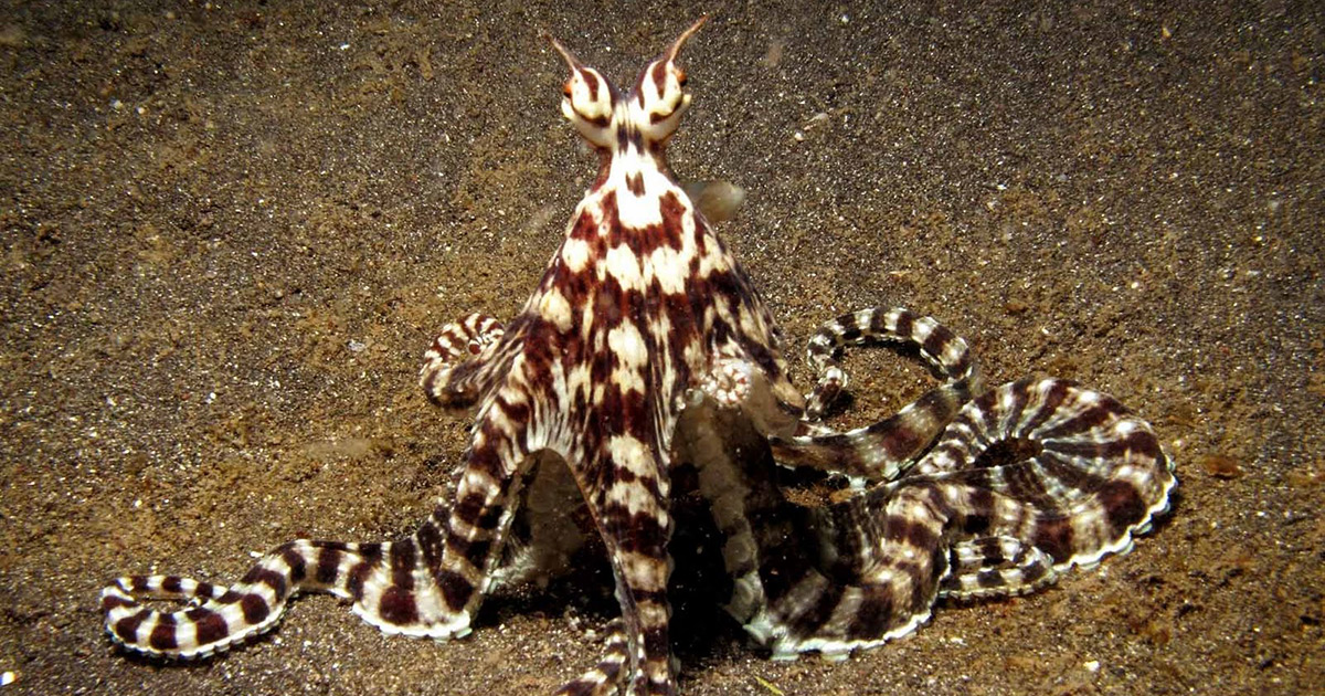 Indonežanska hobotnica mimic octopus, kralj kamuflaže