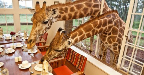 Žirafin zamak u Keniji
