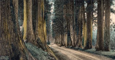 Kedrova avenija, najduži drvored na svetu