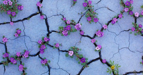 Cvetni tepih u pustinji Kolorada