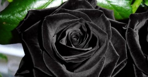 Kraj raskošne lepote crne Halfeti ruže?