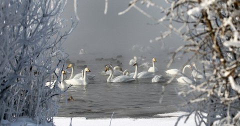 Svetloe, sibirsko „Labudovo jezero”