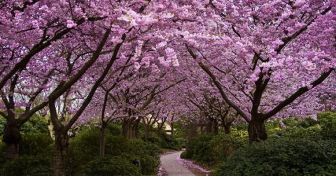Cvet japanske trešnje, simbol lepote i časti