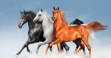 Konji, poezija u pokretu