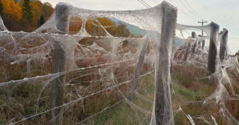 Paukova mreža prekrila grad
