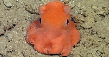 Opisthoteuthis Adorabilis, neodoljivi novootkriveni oktopod 