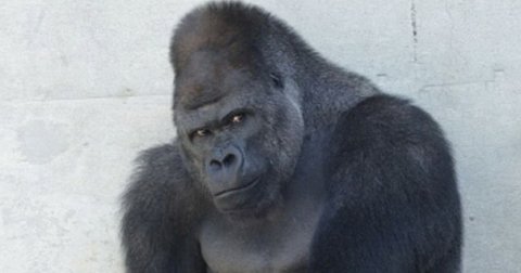 Gorila Šabani iz Japana, najnovija internet senzacija