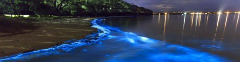 Lignja svitac izaziva neobičan fenomen - talasi zasvetle plavo