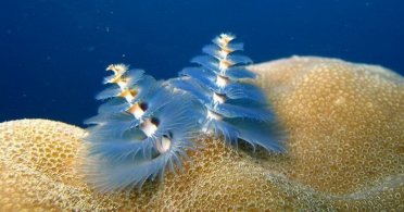 Jelka crv, novogodišnja dekoracija na dnu okeana
