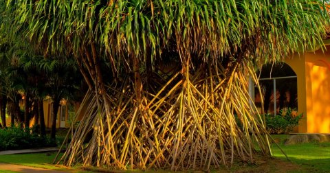 Hodajuće palme, mit u koji je ceo svet poverovao