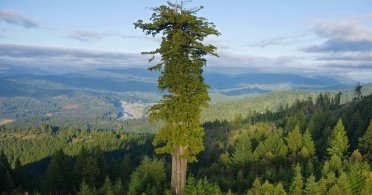 Hiperion, najviše drvo na svetu