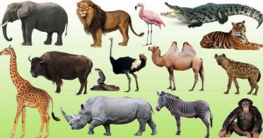 Mitovi i misterije iz životinjskog carstva
