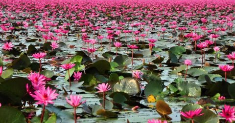 Jezero crvenog lotosa na Tajlandu