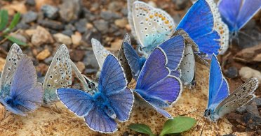 Kako da privučete leptire u vašu baštu