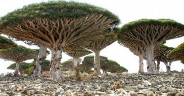 Sokotra, ostrvo čudnih biljaka