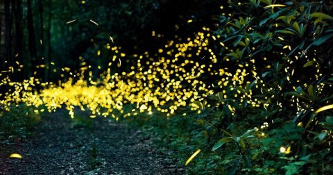 Počinje sinhronizovana svetlosna igra svitaca u šumama Tenesija