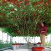 Oktopod drvo paradajza - 32000 plodova po berbi