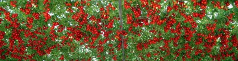 Oktopod drvo paradajza - 32000 plodova po berbi