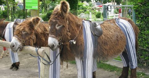 Francusko ostrvo gde magarci nose pižame