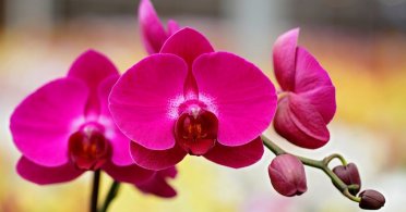 Kako naterati orhideju da cveta
