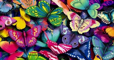 Leptirići šarenići
