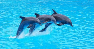 Delfini, naši verni morski prijatelji koje zarobismo  