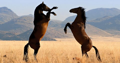 Divlji pustinjski konji, Namibija