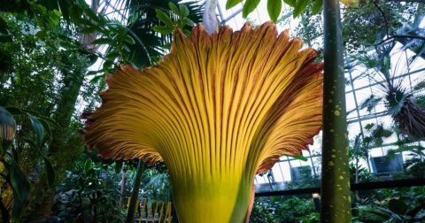 „Corpse flower“, botanička estetika ružnog