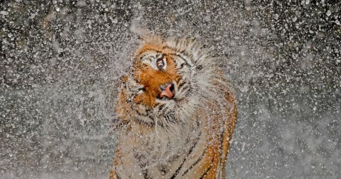 Povodom 125. rođendana National Geographic objavio najlegendarnije fotografije