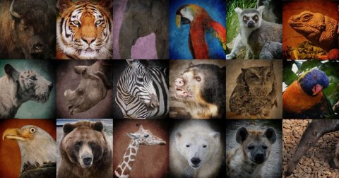 Ugrožene životinjske vrste (III) - Južna Amerika