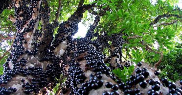 Jabutikaba, grožđe koje raste iz stabla drveta