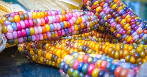 Šareni kukuruz od „staklenih perli”