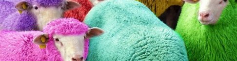 Dokon Škotlanđanin i ovce farba
